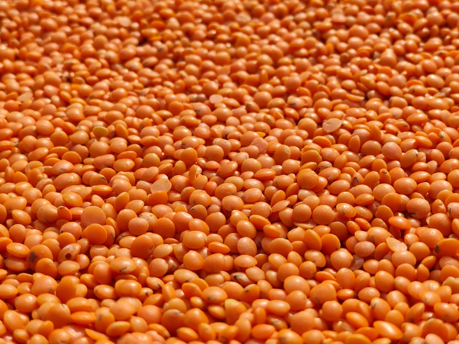 Lentil ragù